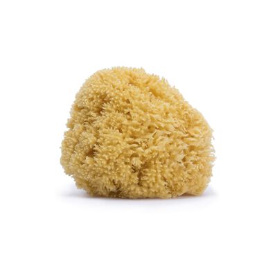 Natural fibre sponge