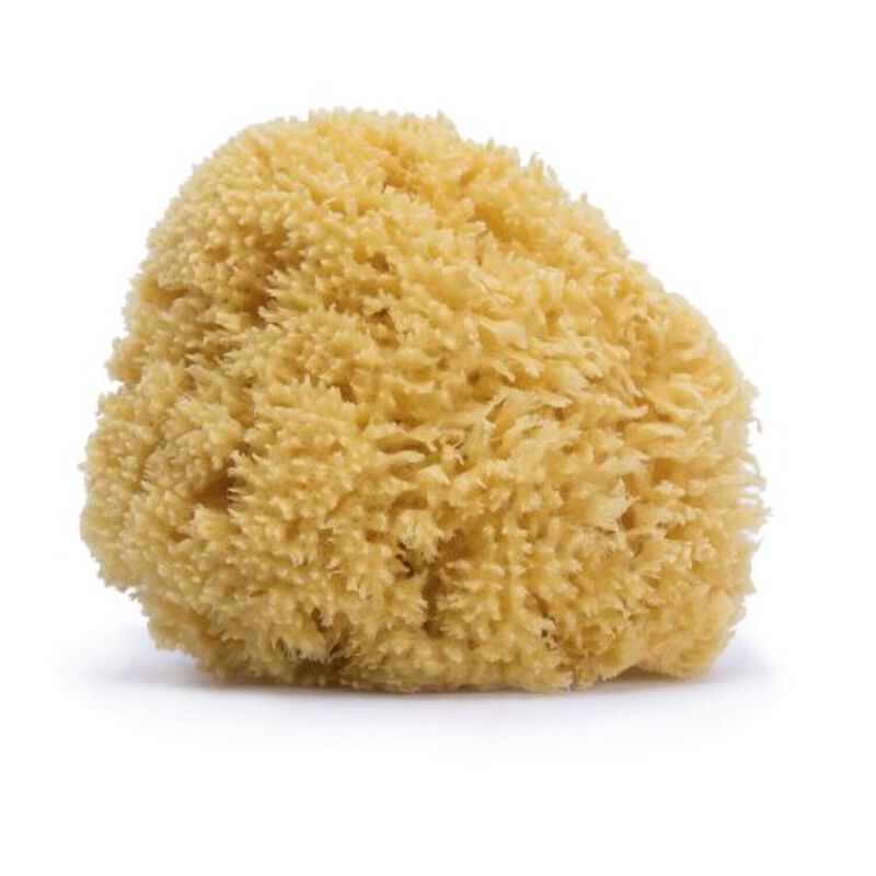 Natural fibre sponge